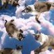 Illustration for article titled Its Like Taking Drugs and Looking at Cats